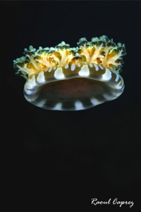 Cassiopea sp (upside-down jellyfish) by Raoul Caprez 
